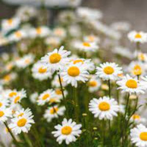 Meet your Posher, Franziska